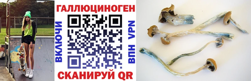Галлюциногенные грибы Psilocybine cubensis  ОМГ ОМГ сайт  Мезень 